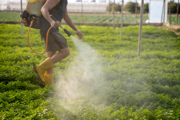 Best Affordable Pest Control Services  in Calhoun City, MS