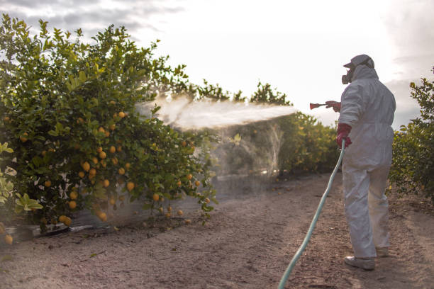 Best Exterminator Services  in Calhoun City, MS