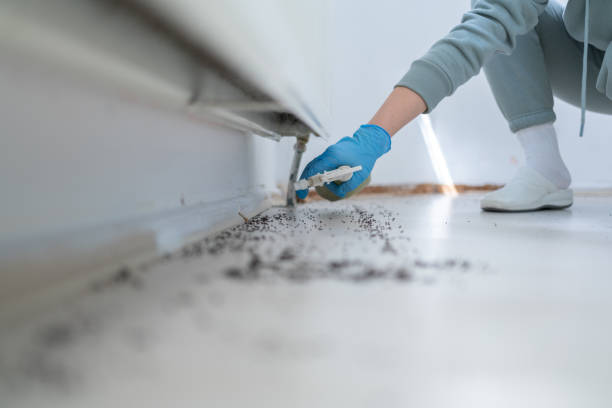 Best Termite Control Services  in Calhoun City, MS